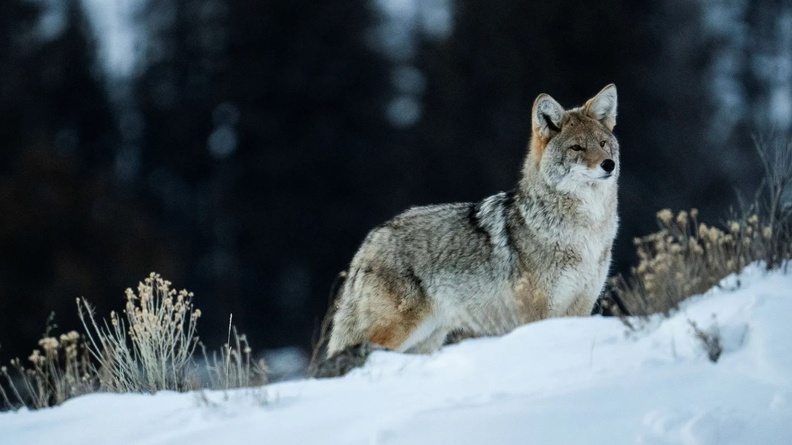 Coyote, Yellowstone National Park, Wyoming, USA